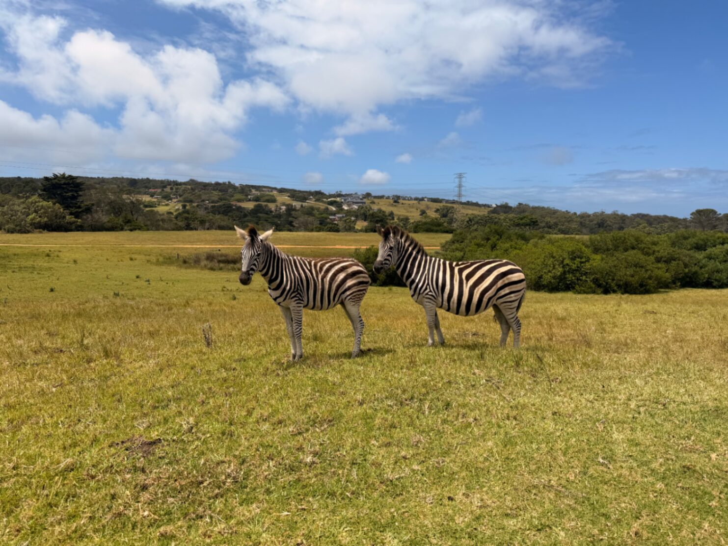 Kragga Kamma